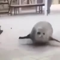 tulen.webm