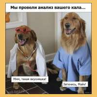 доктор собаки.jpg