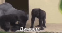 думоем.webm