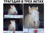 трагедия.PNG
