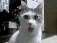 1276168520417.gif