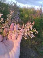 IMG20250617202704.jpg