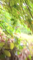 15ae9170bae04b5b46d76b6f28d88221.mp4