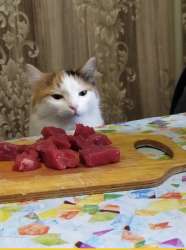 Woman-Yelling-at-a-Cat-мемы-котэ-3542182.jpeg