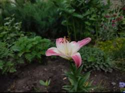 hedgeIMG20250614125829.jpg