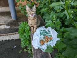 IMG20250702191851v6.8.0sP6P5Realme14ppLMC8.3R3.jpg