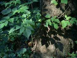 PXL20250708070537241-Edit-1.jpg