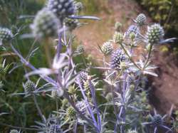 IMG20250705111654-Edit.jpg