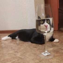 2881760026animals-pibig-info-p-kot-i-bokal-vina-zhivotnie-vkontakte-43.jpg