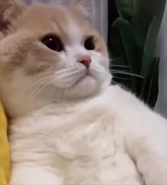17349567985060.mp4