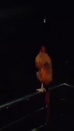 VID20250606071334072.mp4