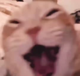 .mp4