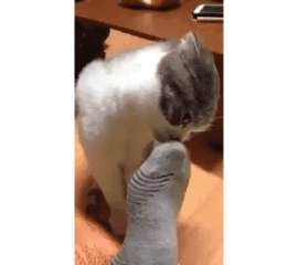 511cd70b96447271d5626e2ef01fe3e7.gif