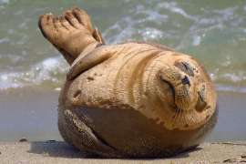 seal.jpg