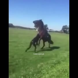 16245480966410.mp4