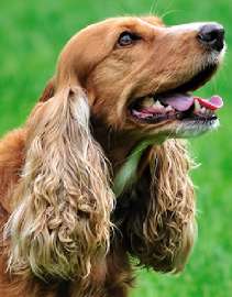 spaniel.jpg