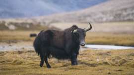 Wild-yak-1-1024x576.jpg