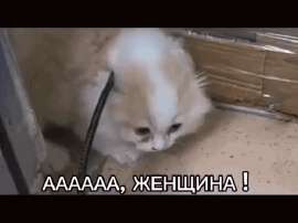 ааа-женщина-женщина-котик-женщина-ааа.gif