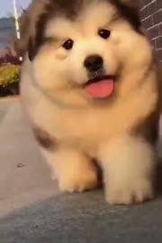 16957487298910.mp4