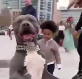 pitbull named princess122130.mp4