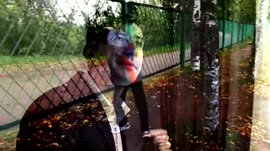 16273278583091.webm