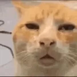 huh-cat.mp4
