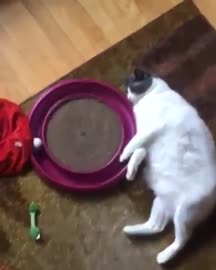 cat circle.mp4