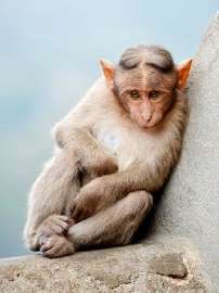315px-CuteMonkeycropped.jpg