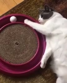 cat circle.mp4