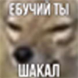 шакал.png
