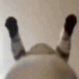 trahatb.gif