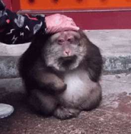 monkey-redbvrz.gif