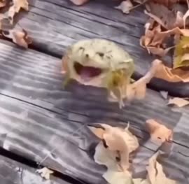 17506756326311.mp4