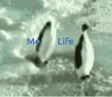1753620656172.gif