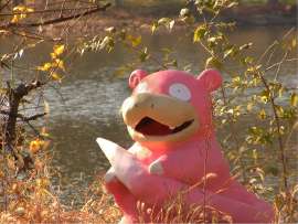 795px-SlowpokeIRL.jpg