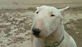 baxter02.jpg