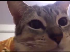 16783001321640.mp4