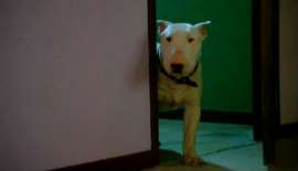 baxter-1371041819.jpg