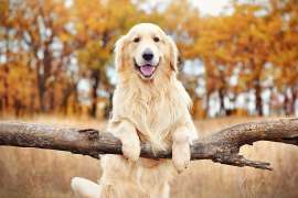 Golden-Retriever.jpg
