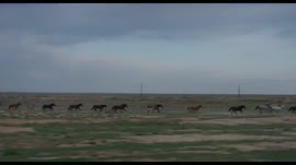 Проксима5766.mp4