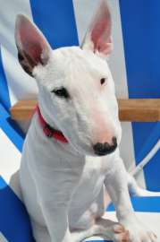 bull-terrier-112515.jpg