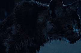 67272.gif