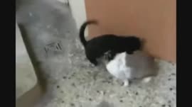 Кролик и кот.webm