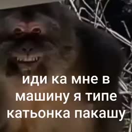deerkufa.mp4