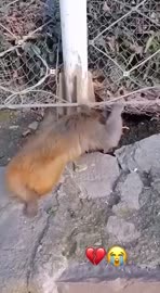87958909.mp4