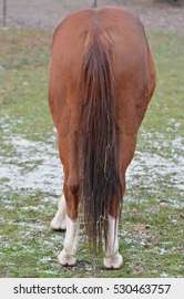 horses-ass-260nw-530463757.webp