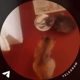 1757343593598.mp4