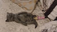 karaoke cat.mp4
