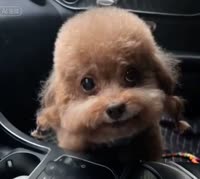 Chinese singing dog ( god bless you with mountains of silver and gold ).mp4