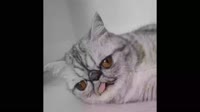 2025SLAM-CATS-00777.webm